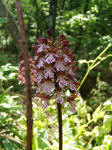 Orchide maggiore (Orchis purpurea
