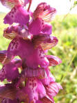 Orchide minore o Giglio caprino (Orchis morio)
