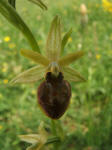 Oride verde-bruna (Ophrys sphecodes)