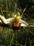 Ofride dei fuchi (Ophrys fuciflora)