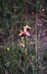 Ofride fior d'Api (Ophrys apifera)