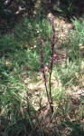 Fior di legna (Limodorum abortivum)
